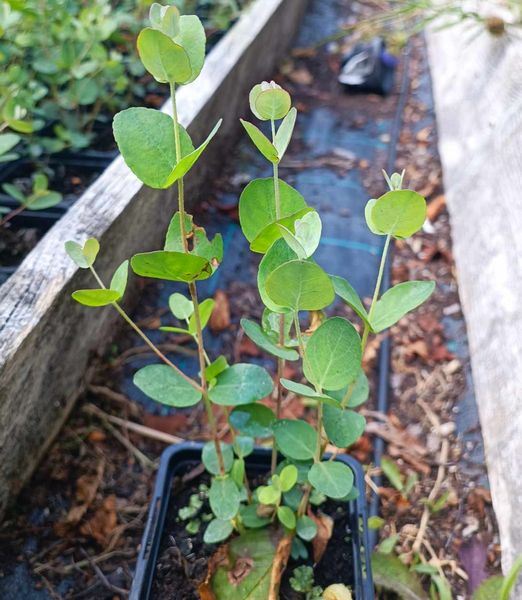 Eukalyptus Gunnov